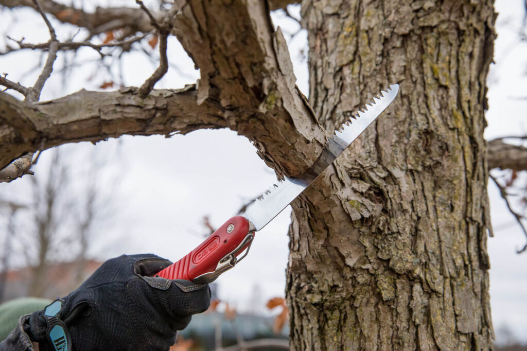 Professional Tree Pruning