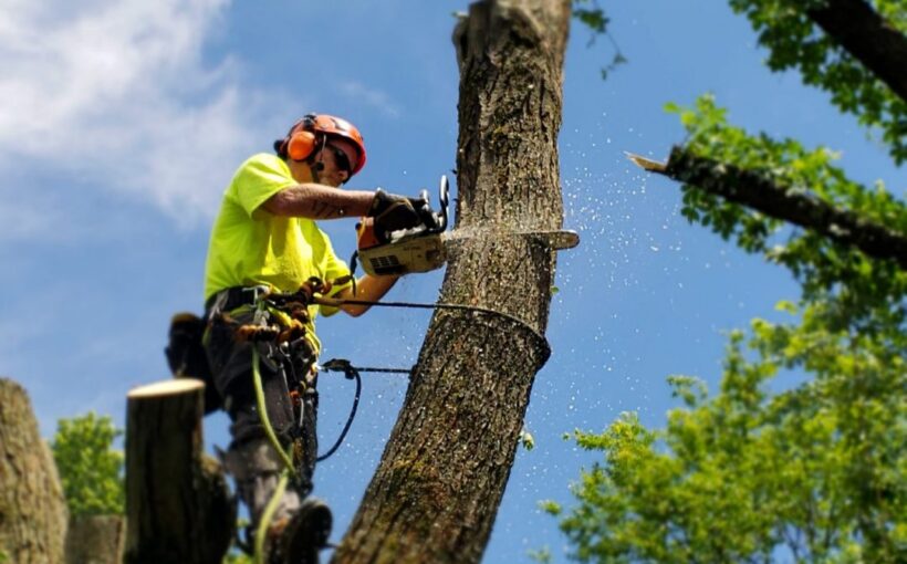 Tree removal central coast