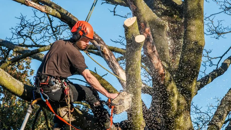 tree removal central coast