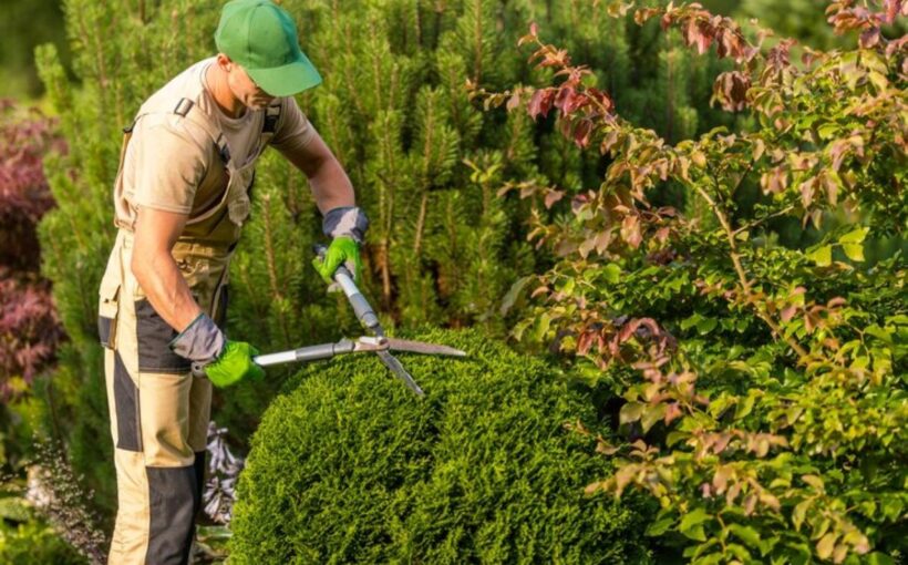 Commercial hedge trimming