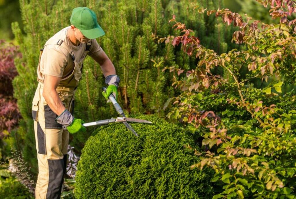 Residential hedge trimming