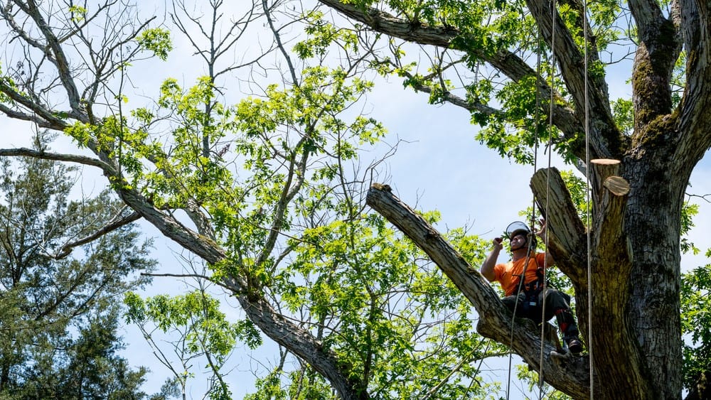 tree removal central coast